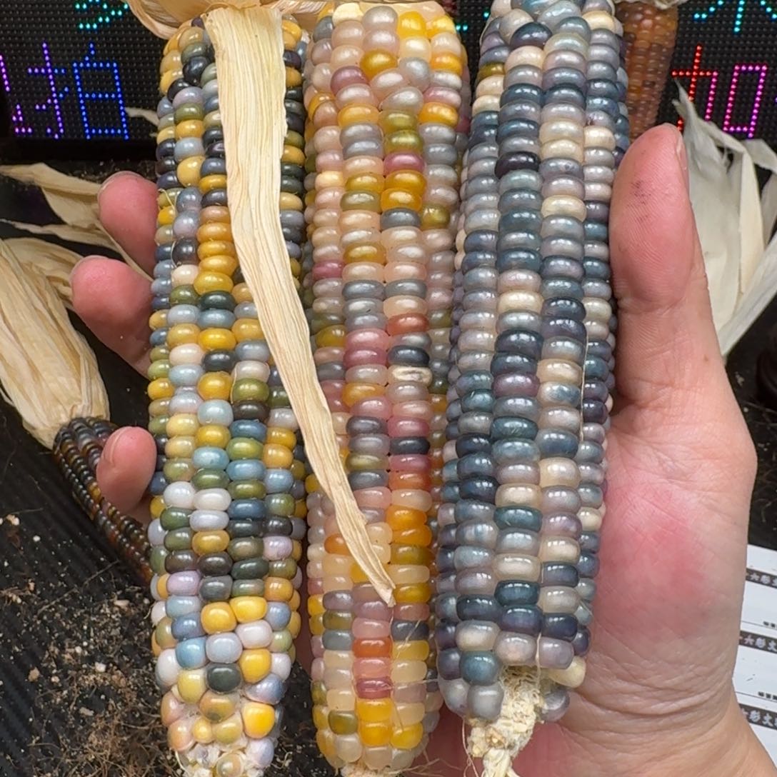 柏香籽/百香籽吊坠@****@