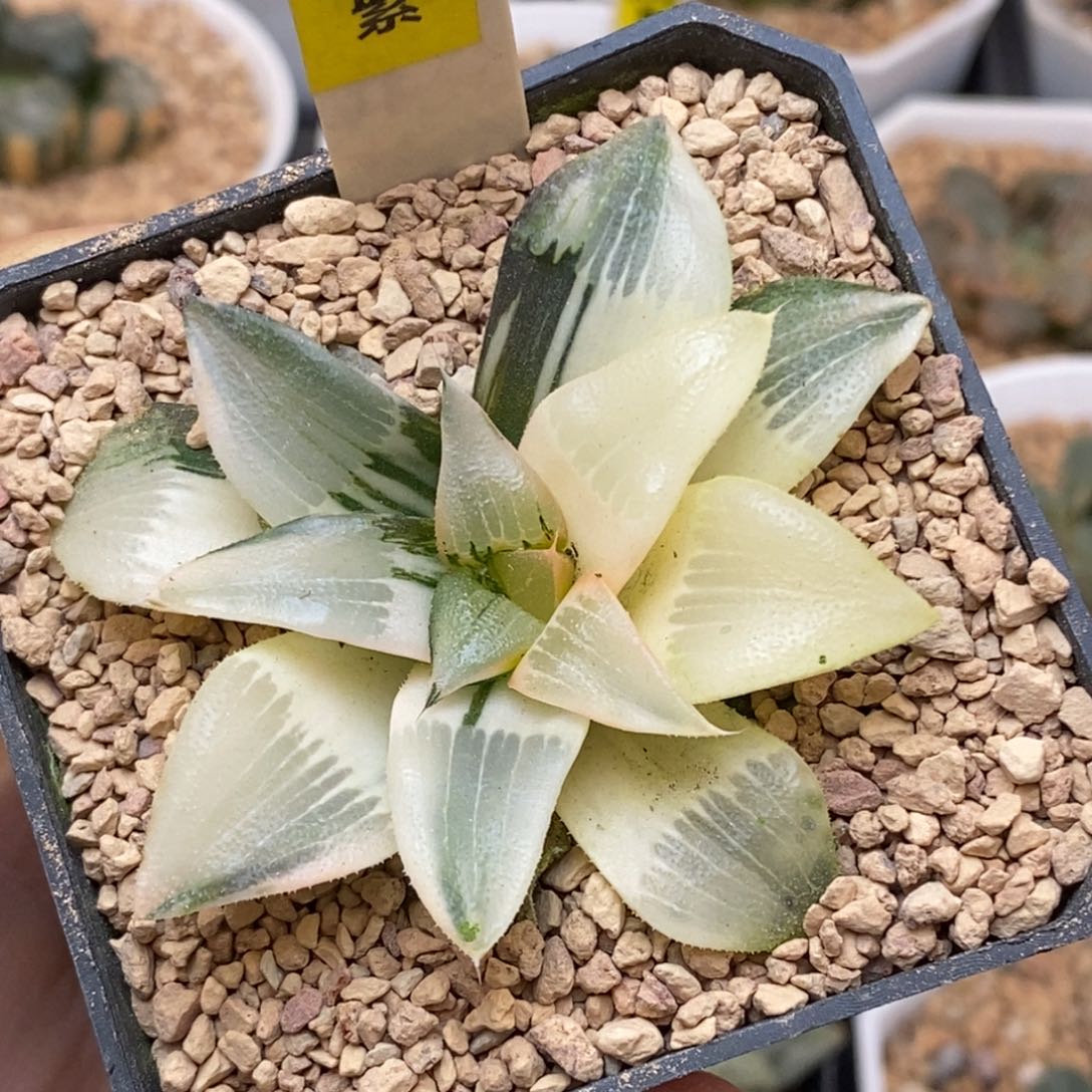 463裹克多肉植物