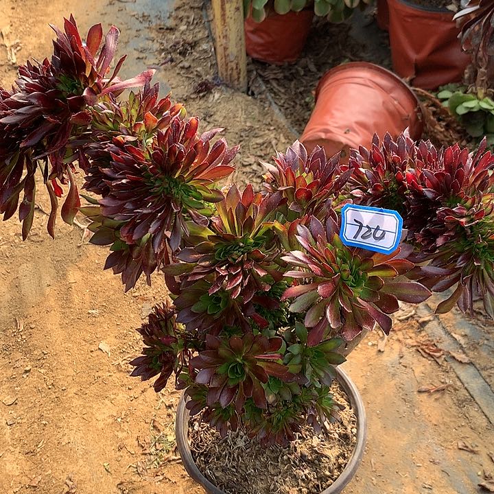 黑多肉植物724多肉