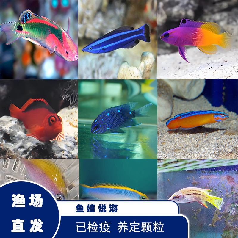 观赏鱼 海水鱼 马代飘飘鱼 红海飘飘鱼 医生飘飘已检疫开口秒颗粒