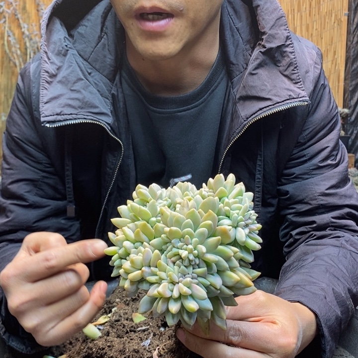 小****409 号淡雪多肉植物