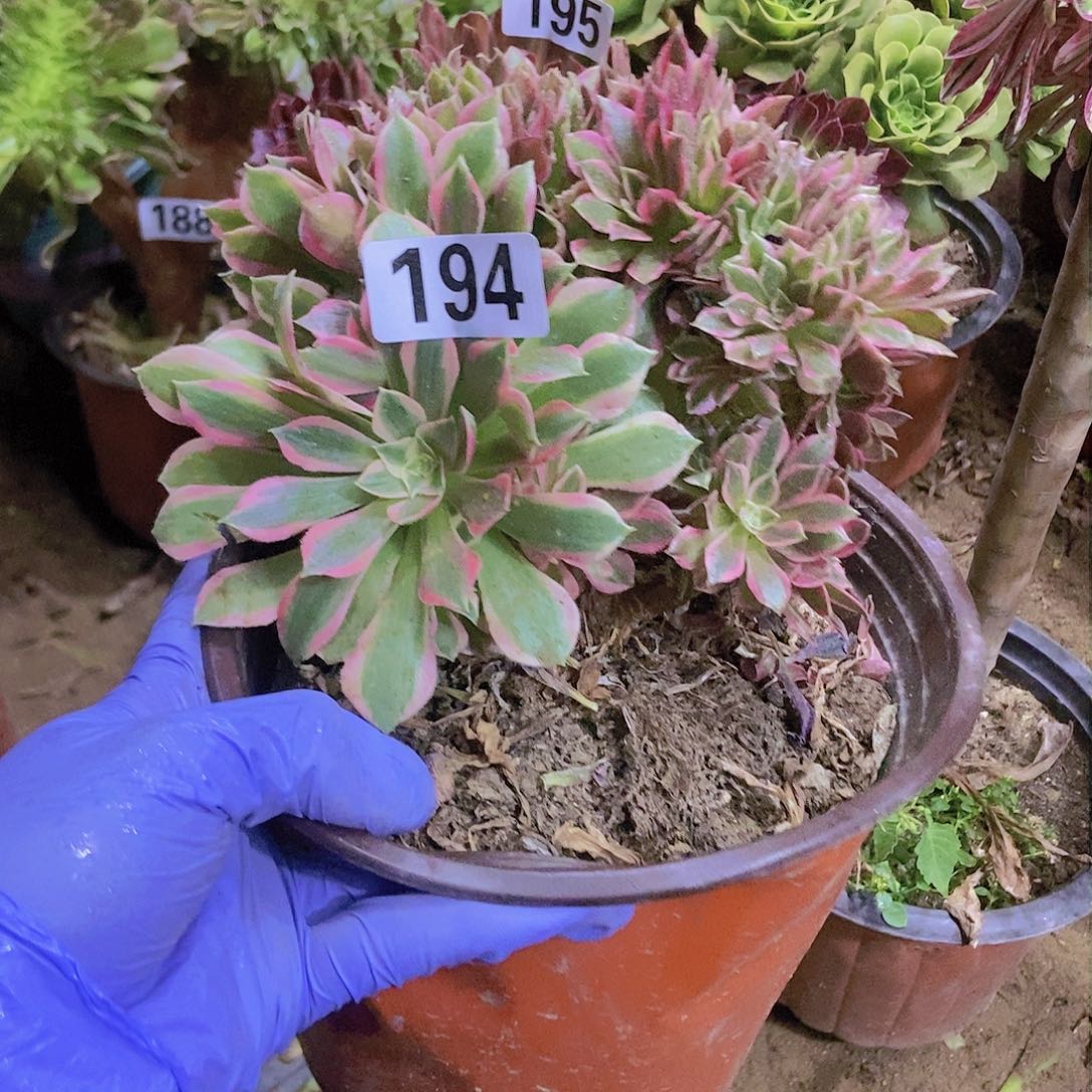 194女神缀化老板子法师缀