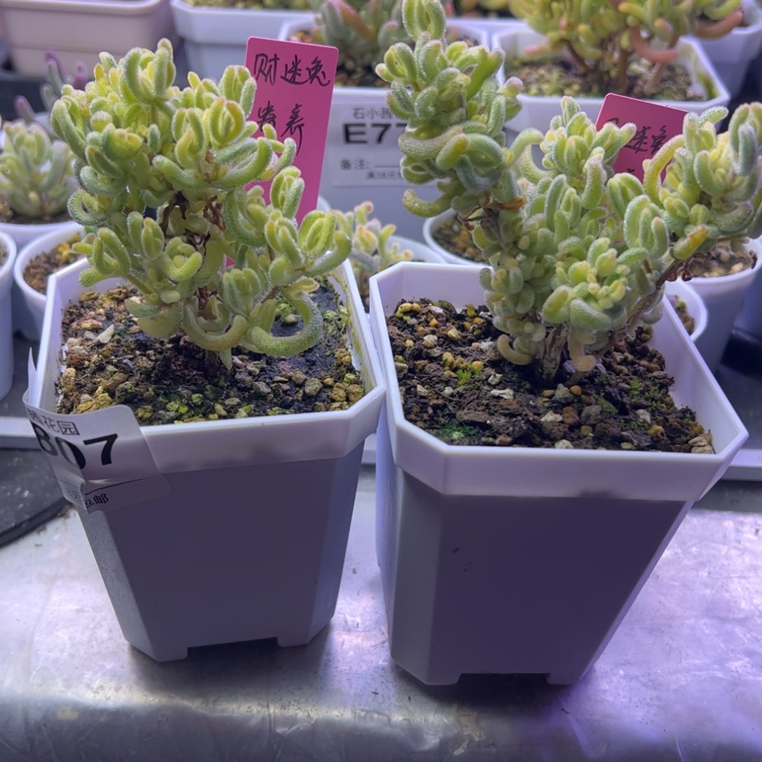 财***兔多肉植物枝干超白两颗