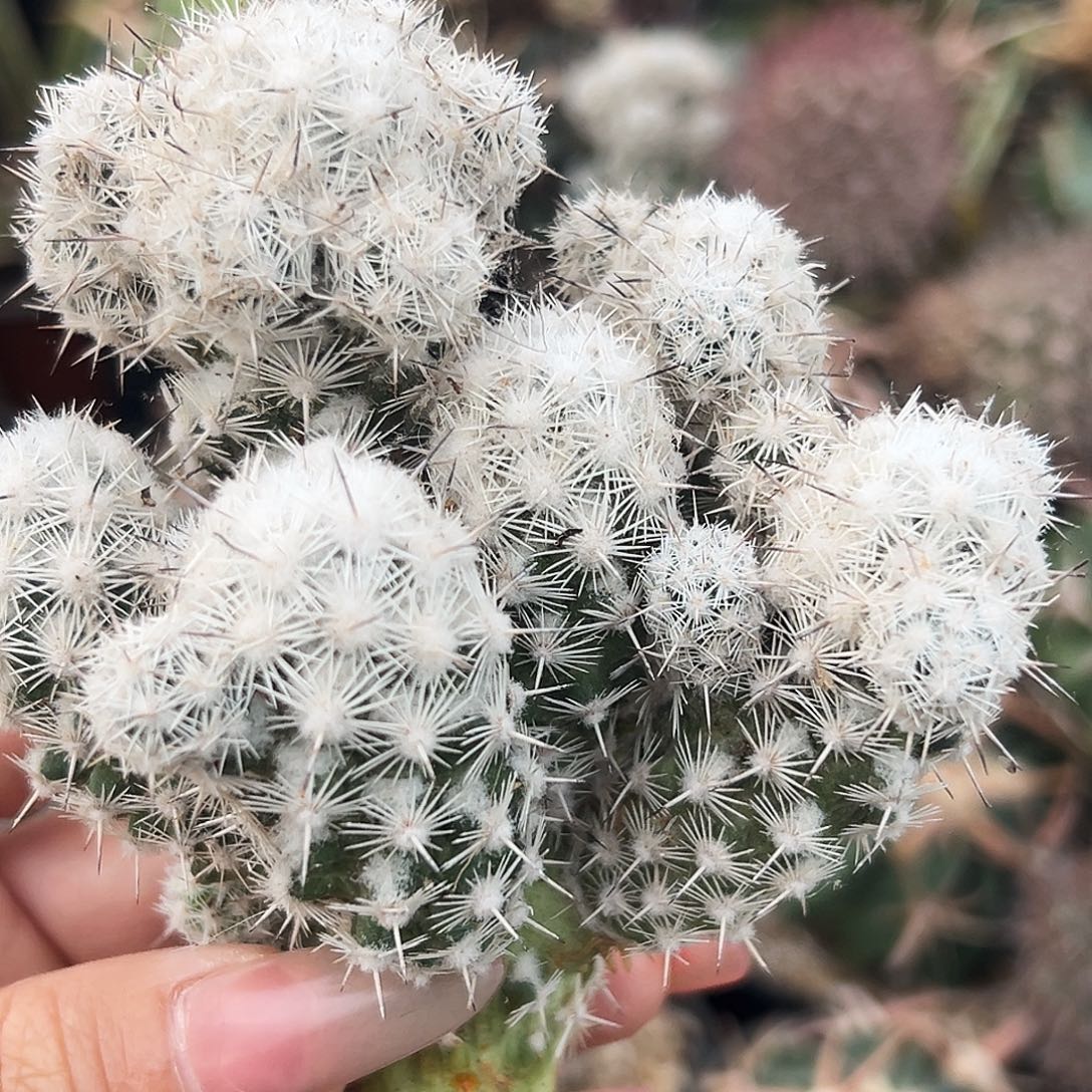 都锦有根仙人球666666666