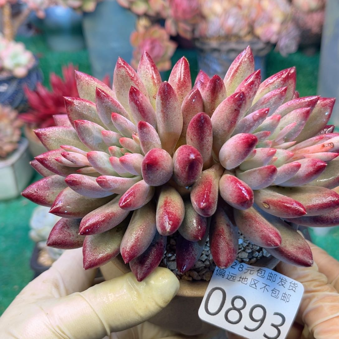 大0893/（zv x b c b b b