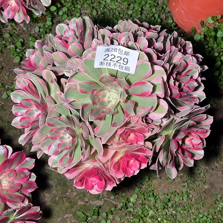 2229粉女郎多肉植物