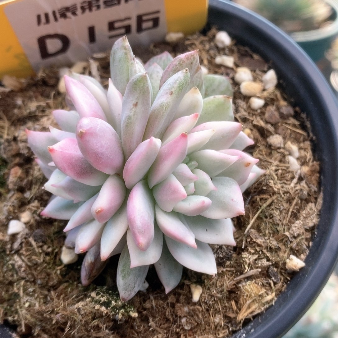 D156青苹果锦锦锦锦锦