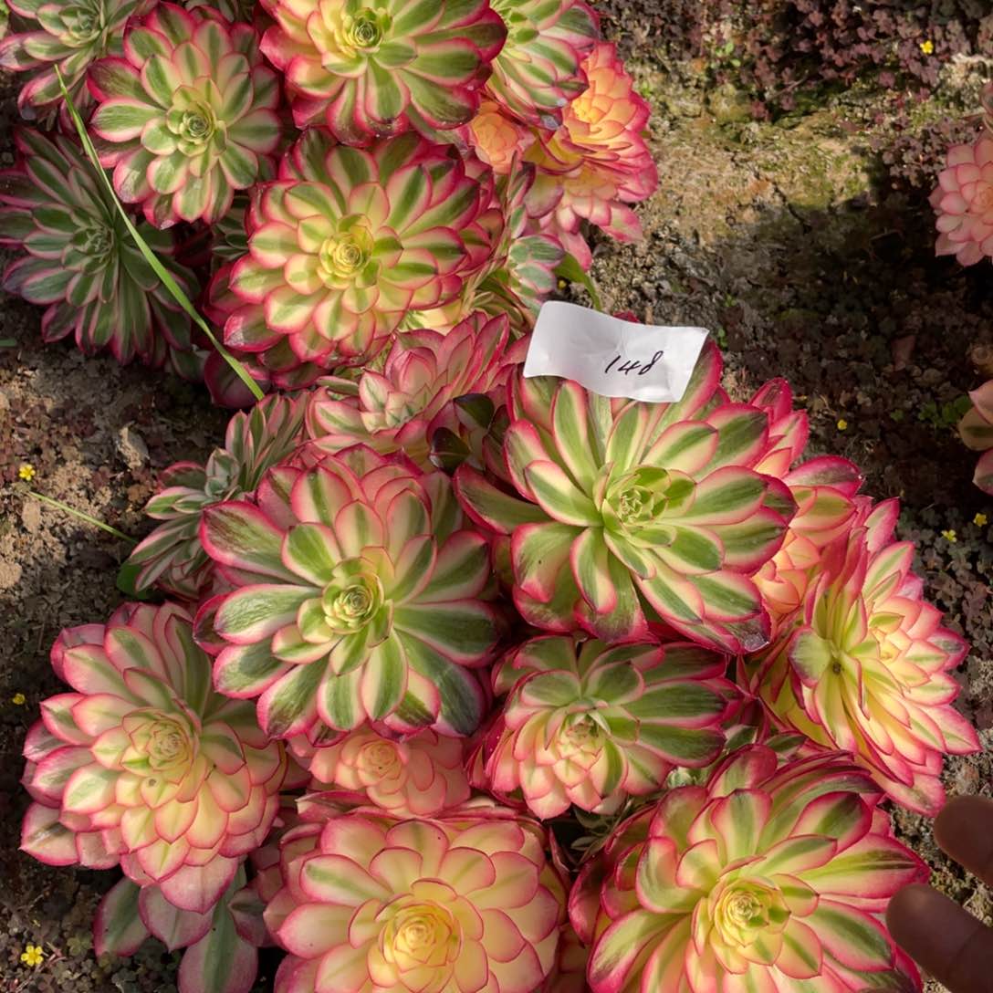 老五多肉148111111