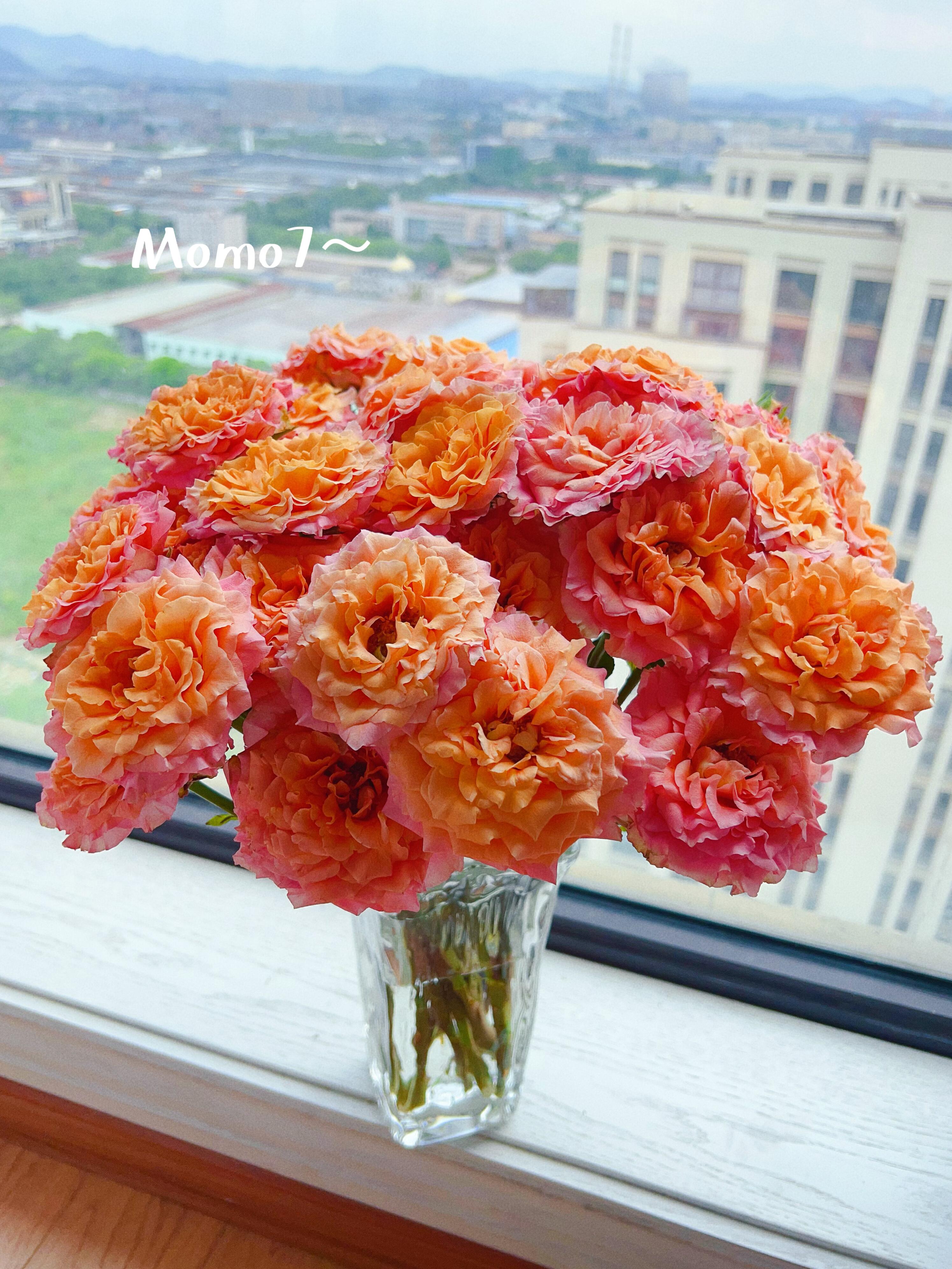 【A级玫瑰花】火灵鸟-多头玫瑰