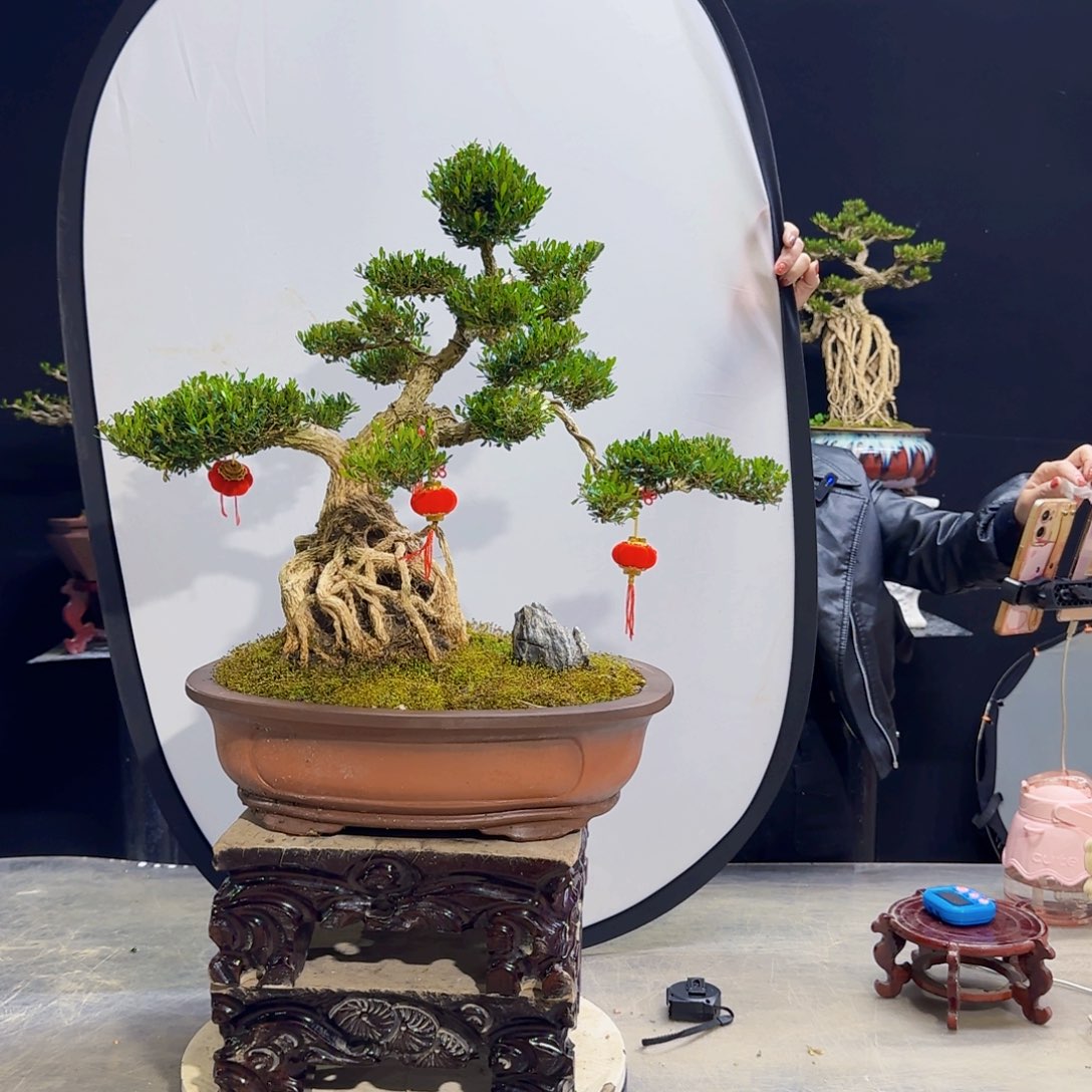 高端黄杨盆景艺术