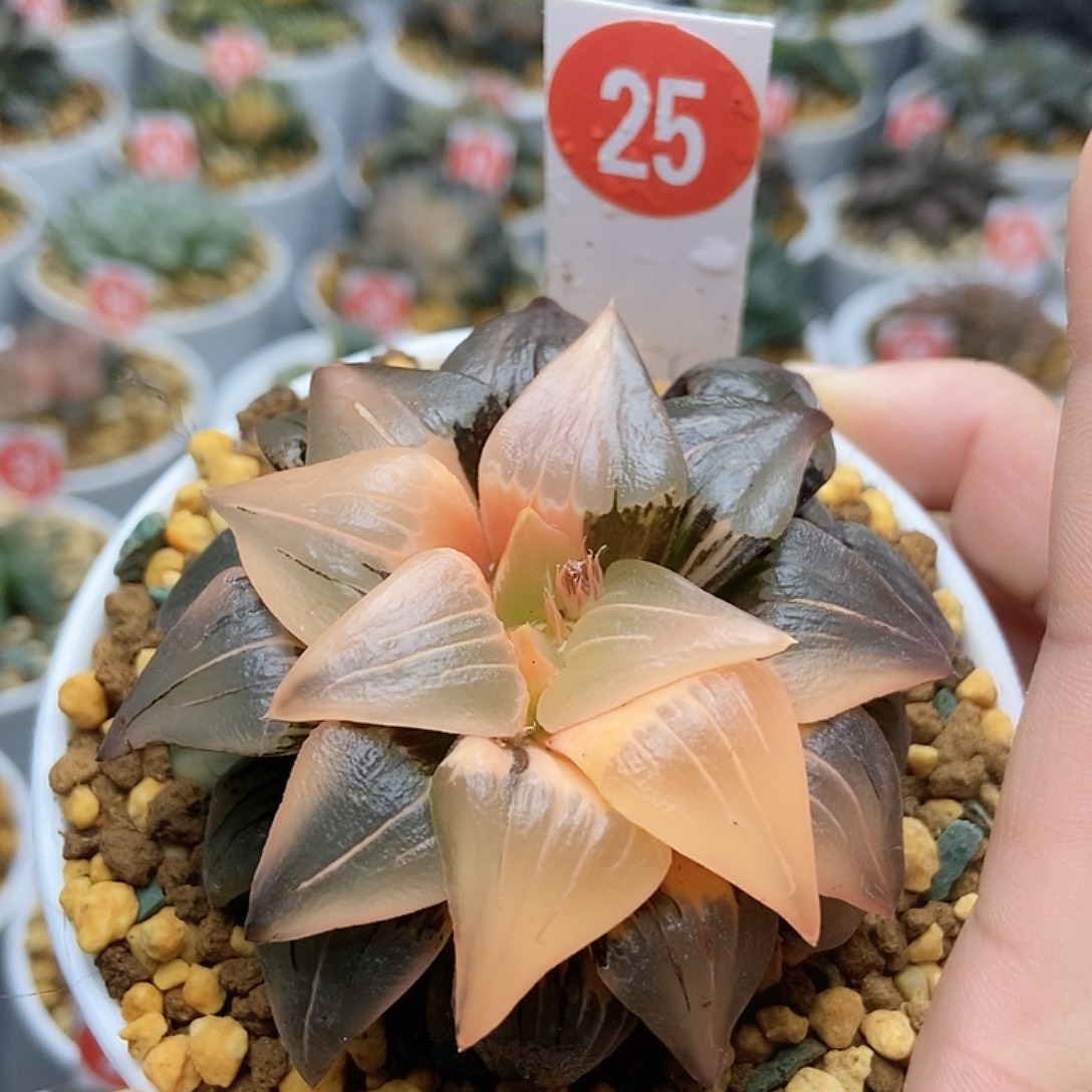 25红纹锦1111111111