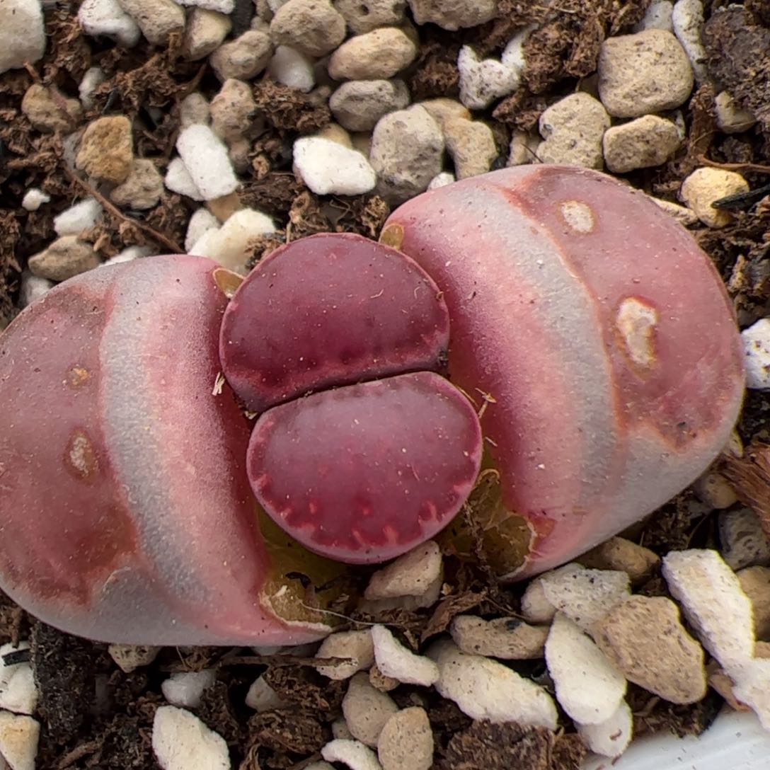 0608号紫饼干 多肉植物
