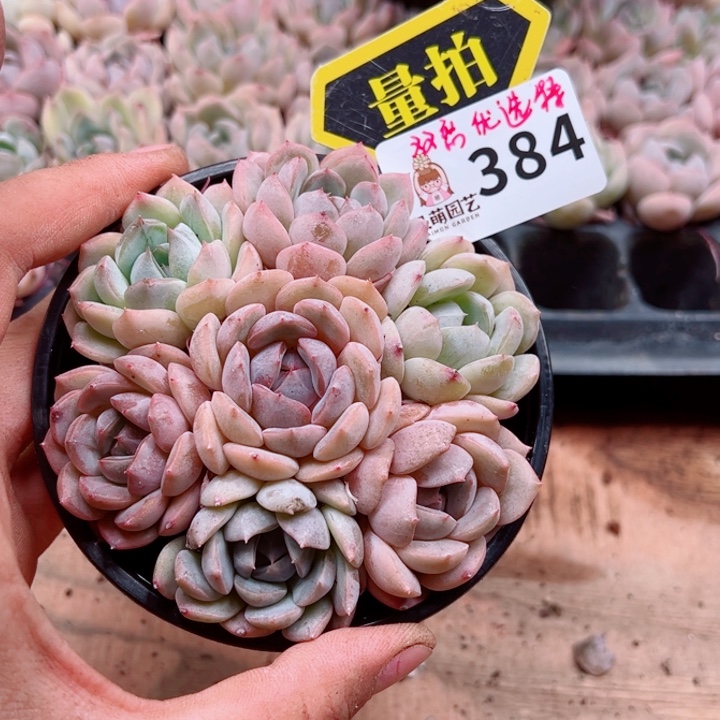 多肉植物多肉植物