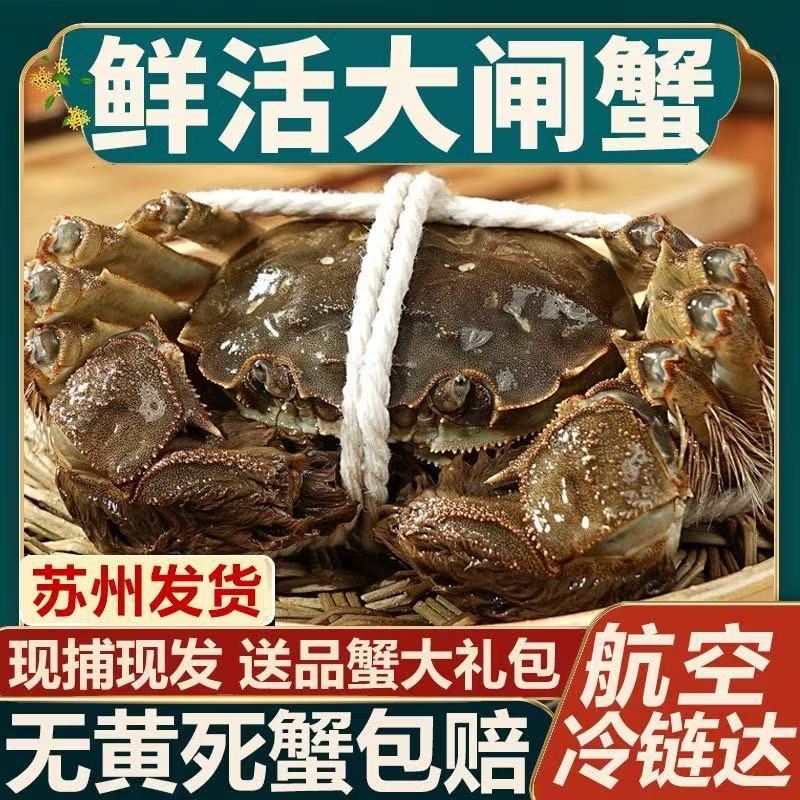 【活蟹现发】苏州大闸蟹母蟹3.0两3.1-2.8两全母10只送礼盒装