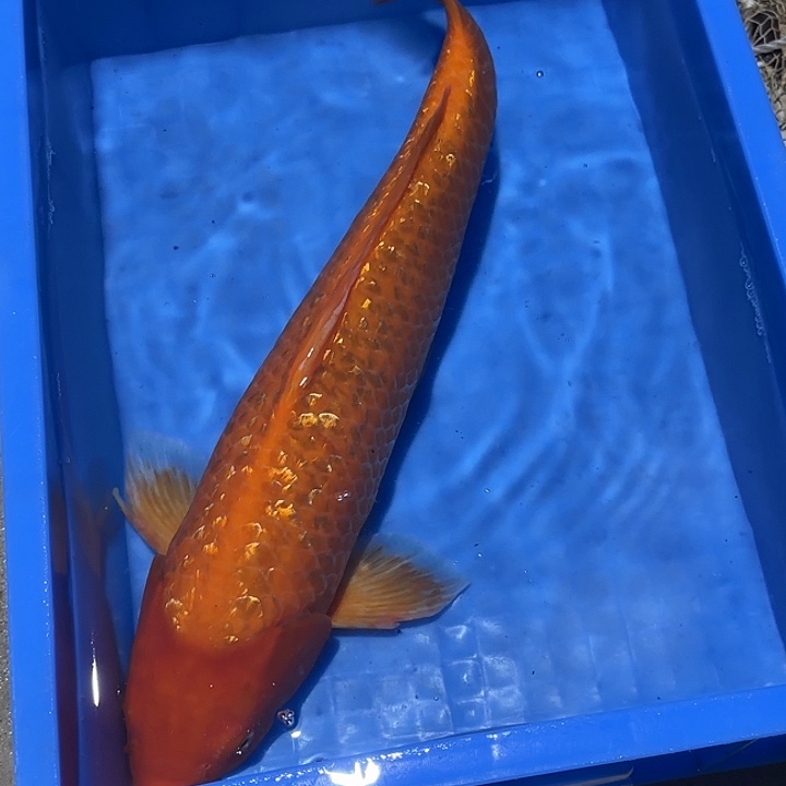 海水鱼赤目芒果介子
