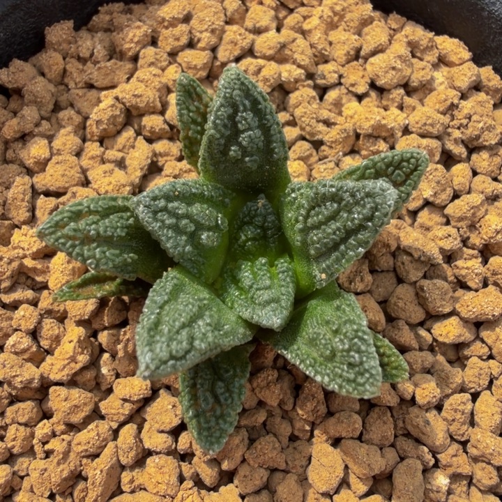 老辛顿原生种父母本没有嫁接过