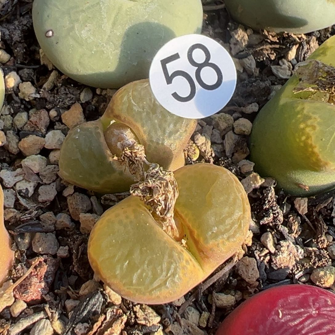 Ｒ*多肉植物111111111111111111