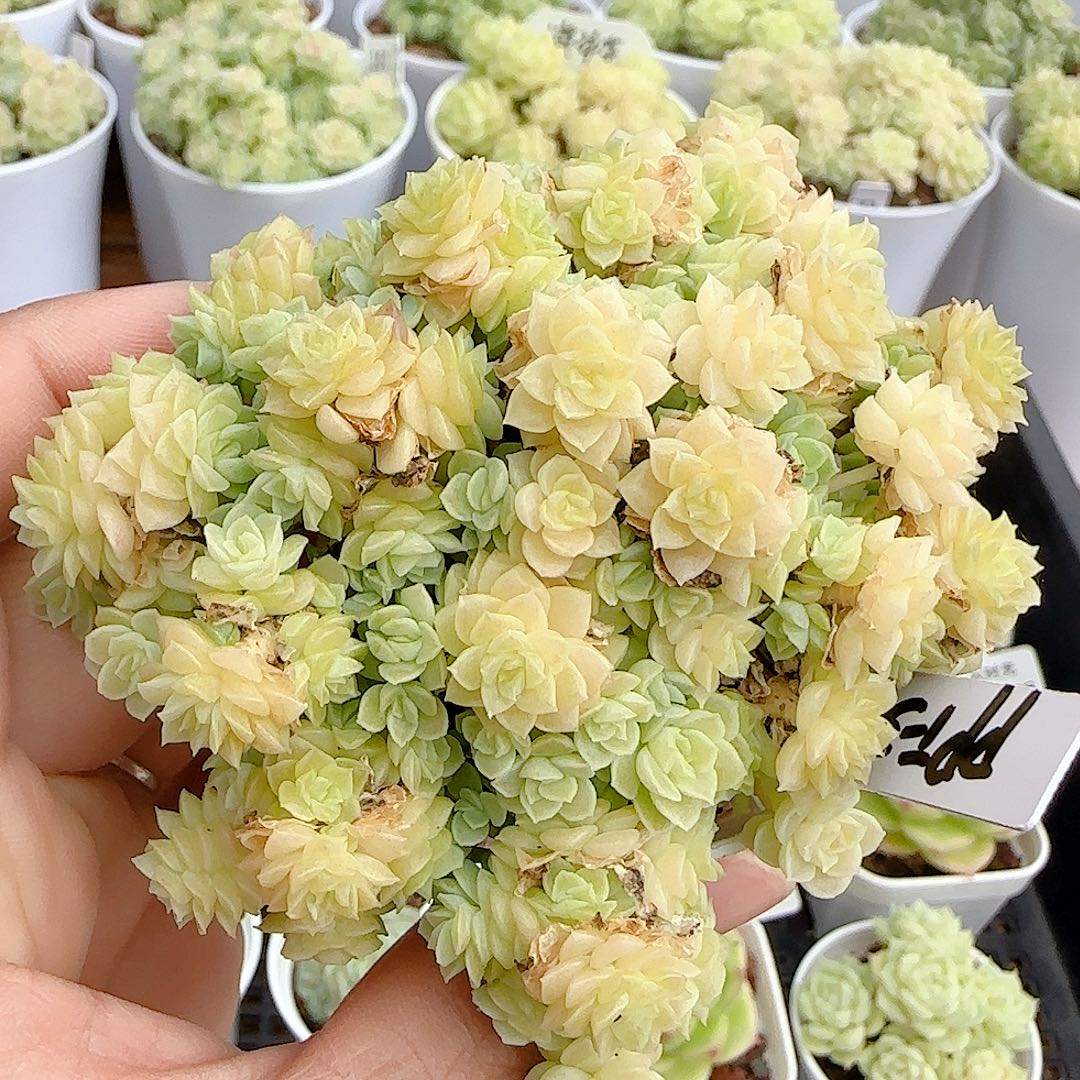 【闪购商品】1023-106（ppt-38）