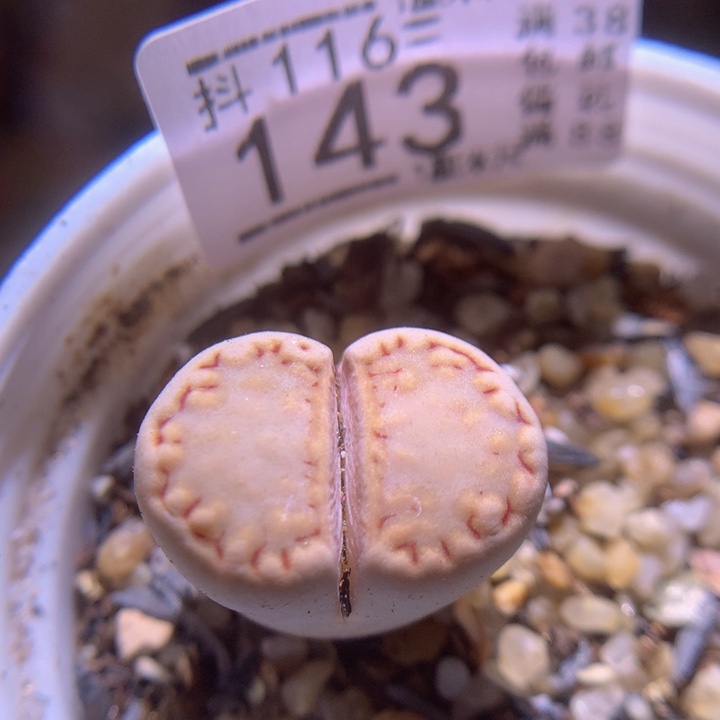 精品生石花116.143