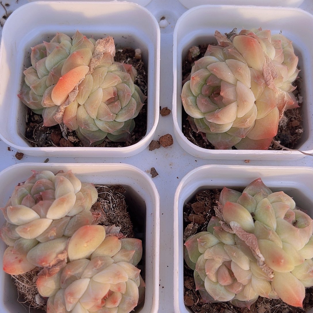 双头冰沙珍妮19包邮多肉