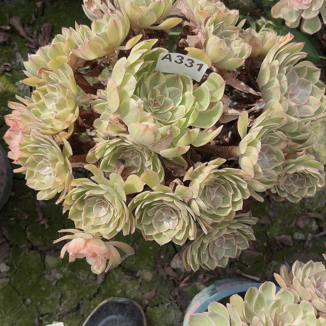 万圣节七彩8-18偏远不包邮