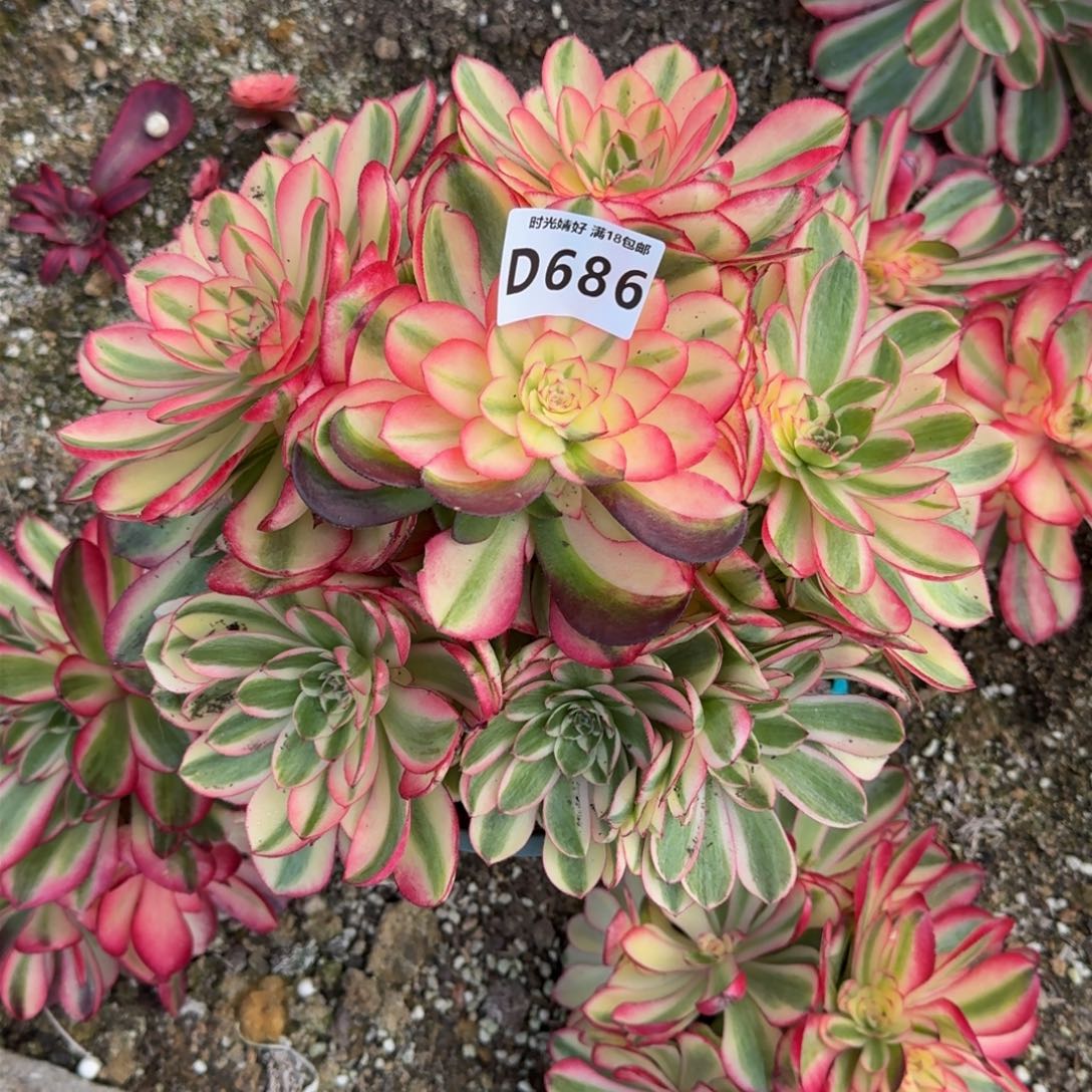 686荔枝多肉植物