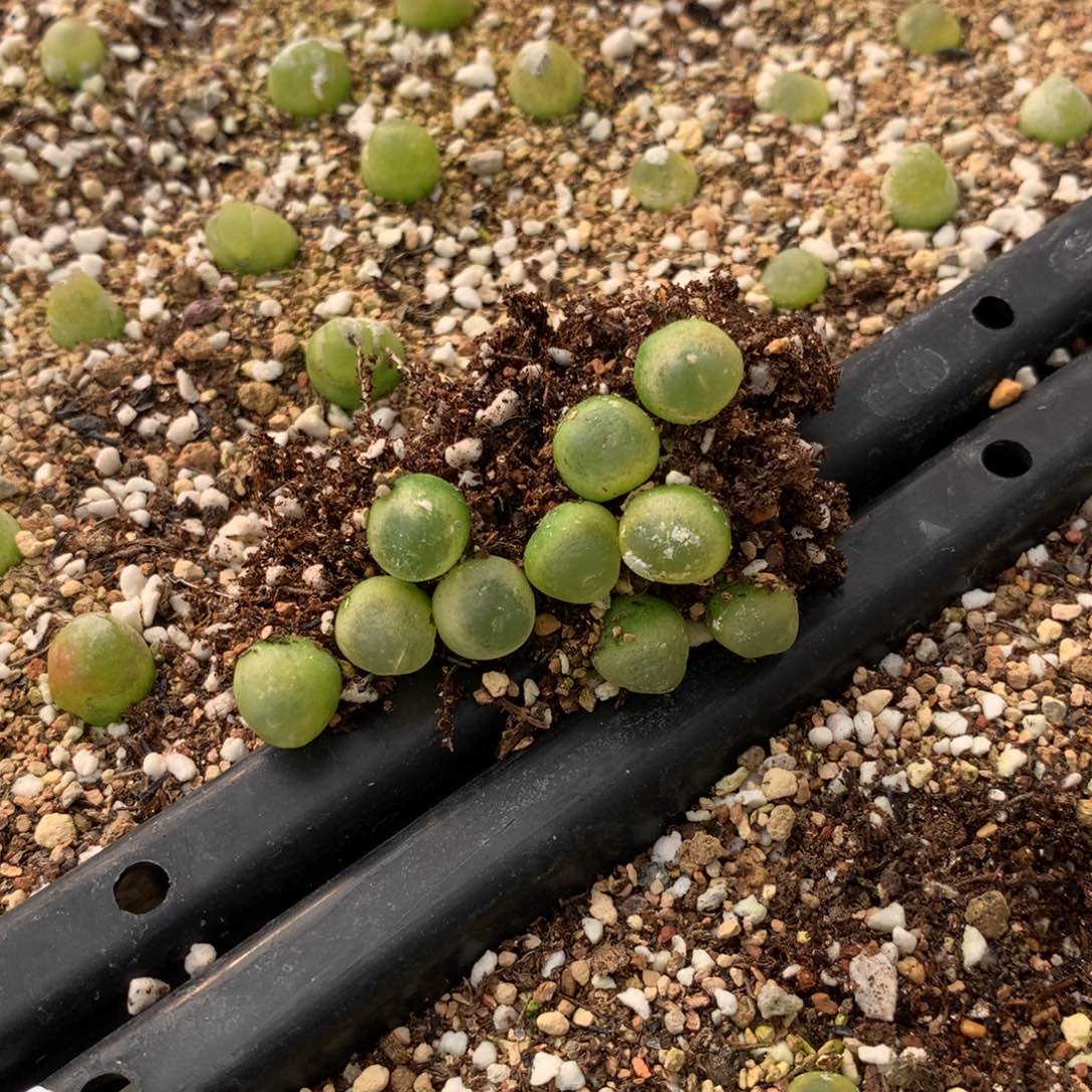 100号大王拉登10颗