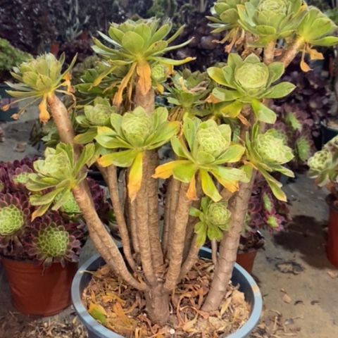 原始绿多肉植物028