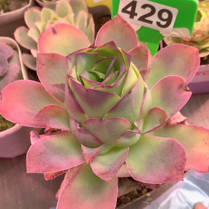 【闪购商品】蔷薇母本级yjj429