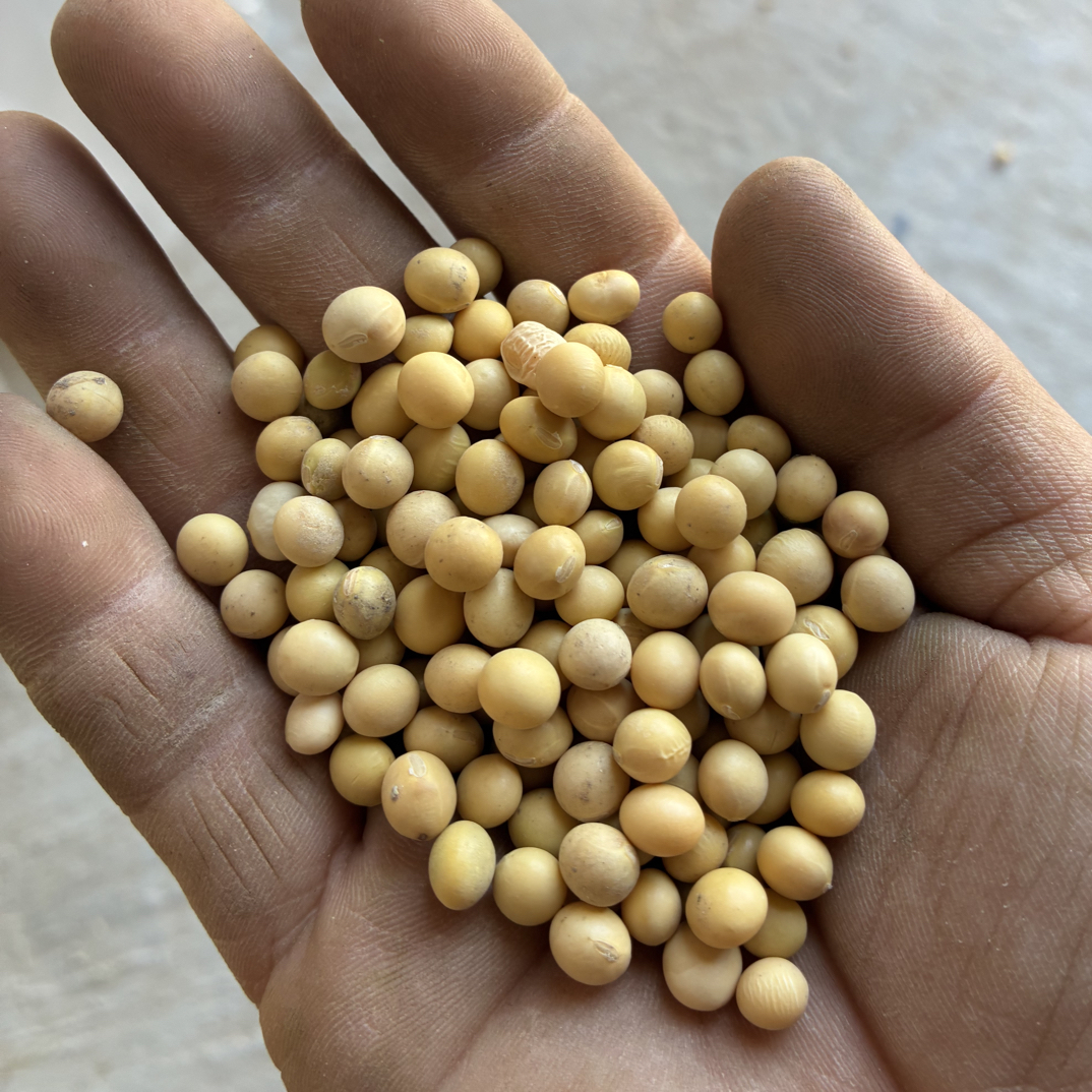 河南手工挑选大豆农家大豆