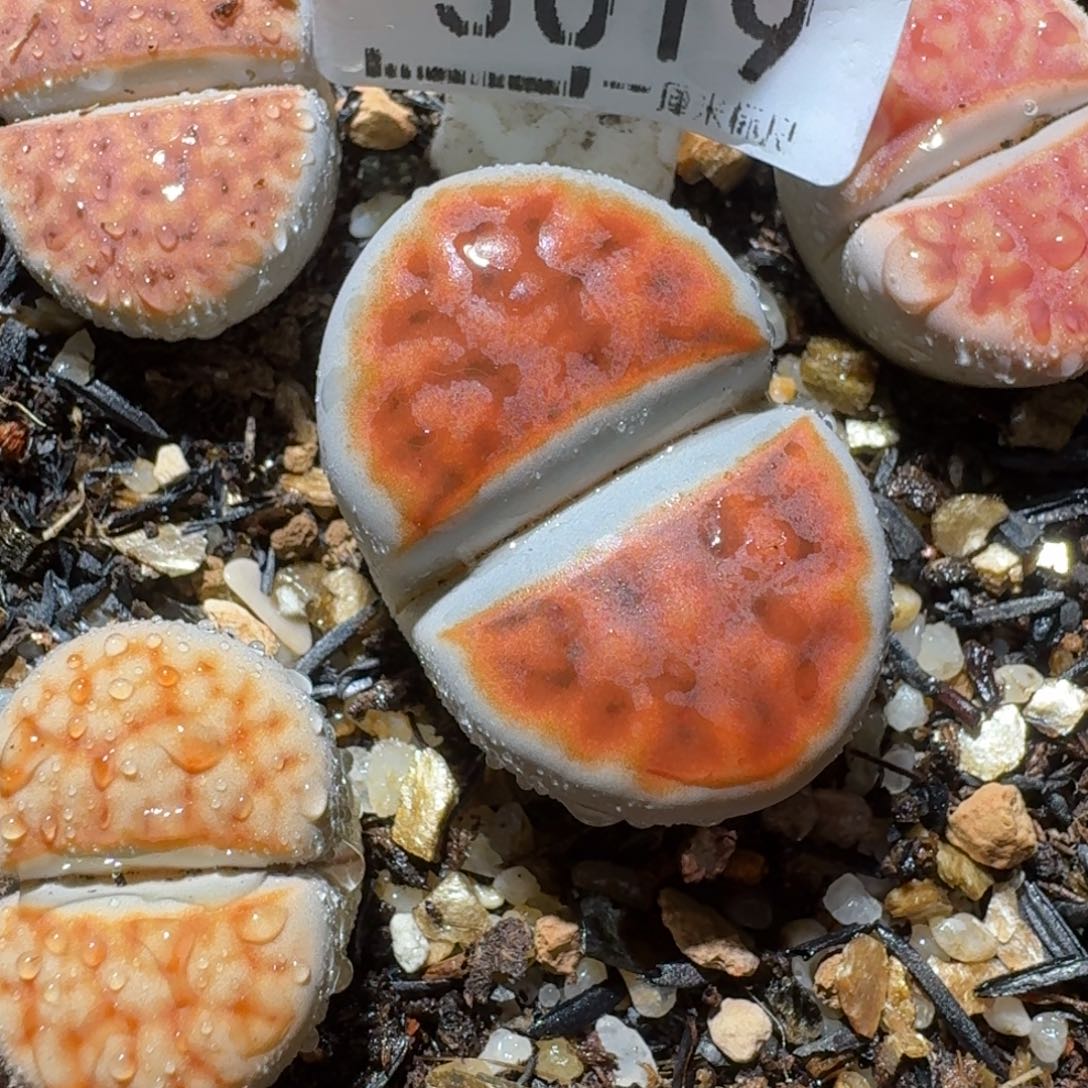 老板清仓高品质3019