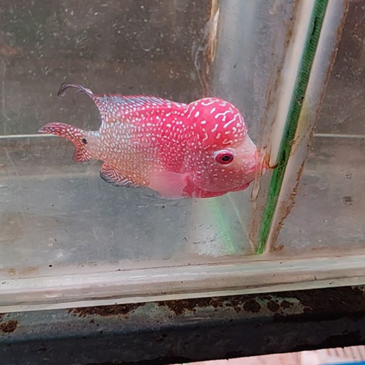 罗汉鱼222222222222