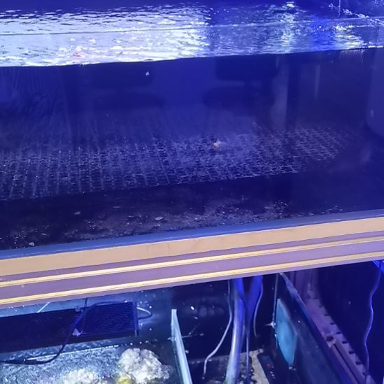 红头鹦鹉龙，扭扭，黄龙，尖嘴红格各一条