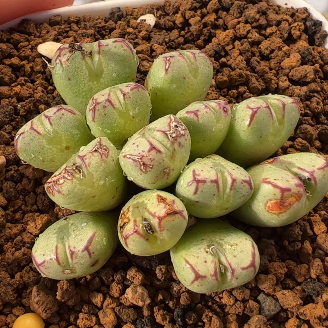 088多肉植物百科