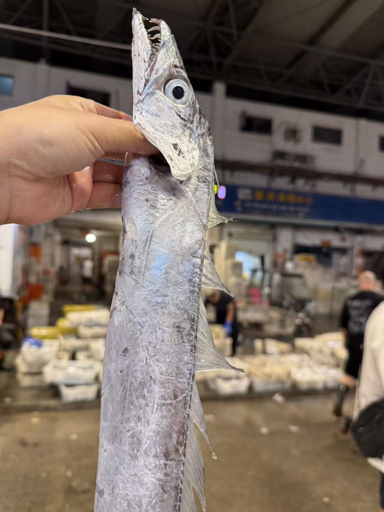 东海本港流网带鱼4斤野生海捕东海本港带鱼顺丰包邮