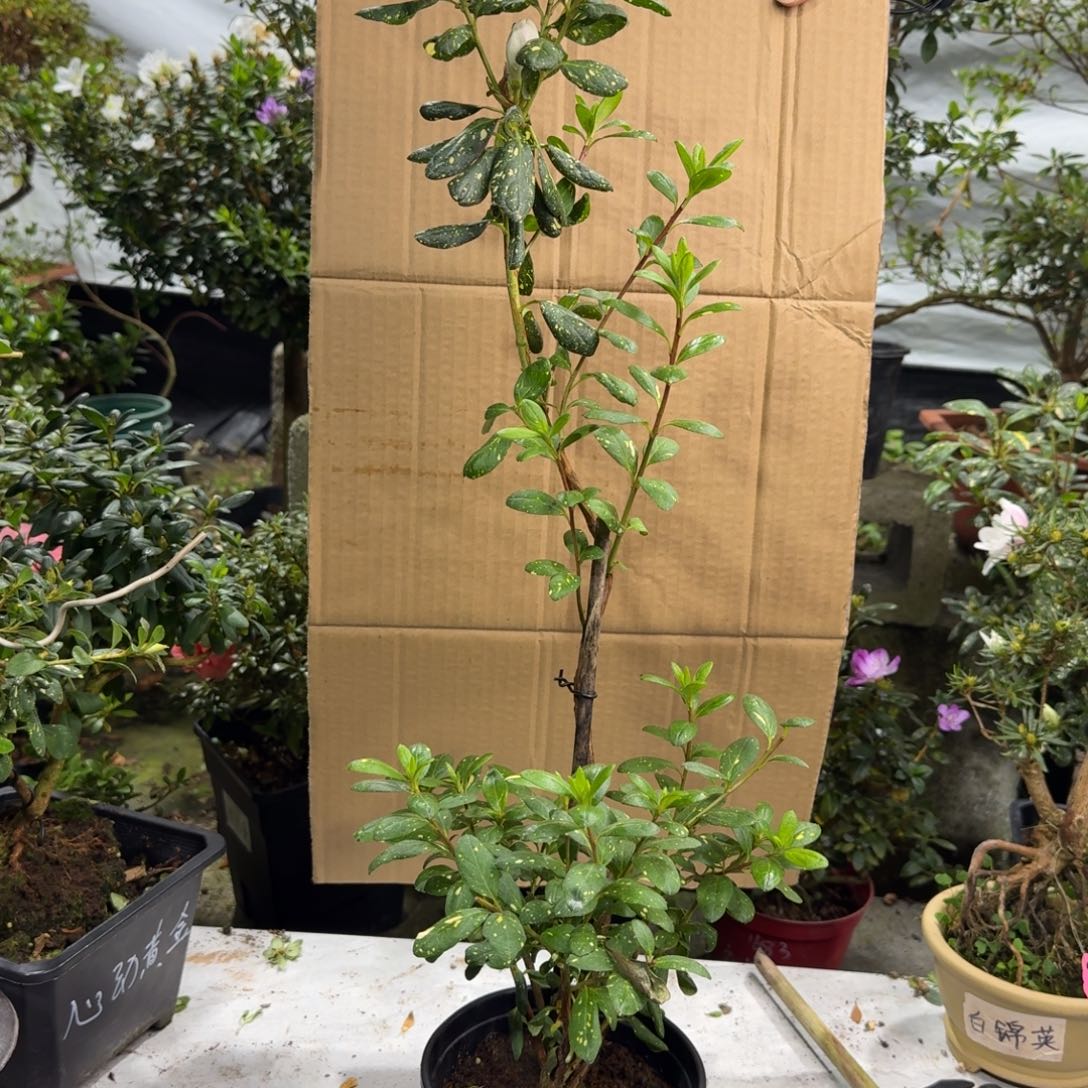 完全开放心动黄金杜鹃花