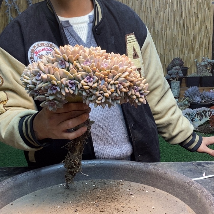 糖***豆289 号淡雪多肉植物