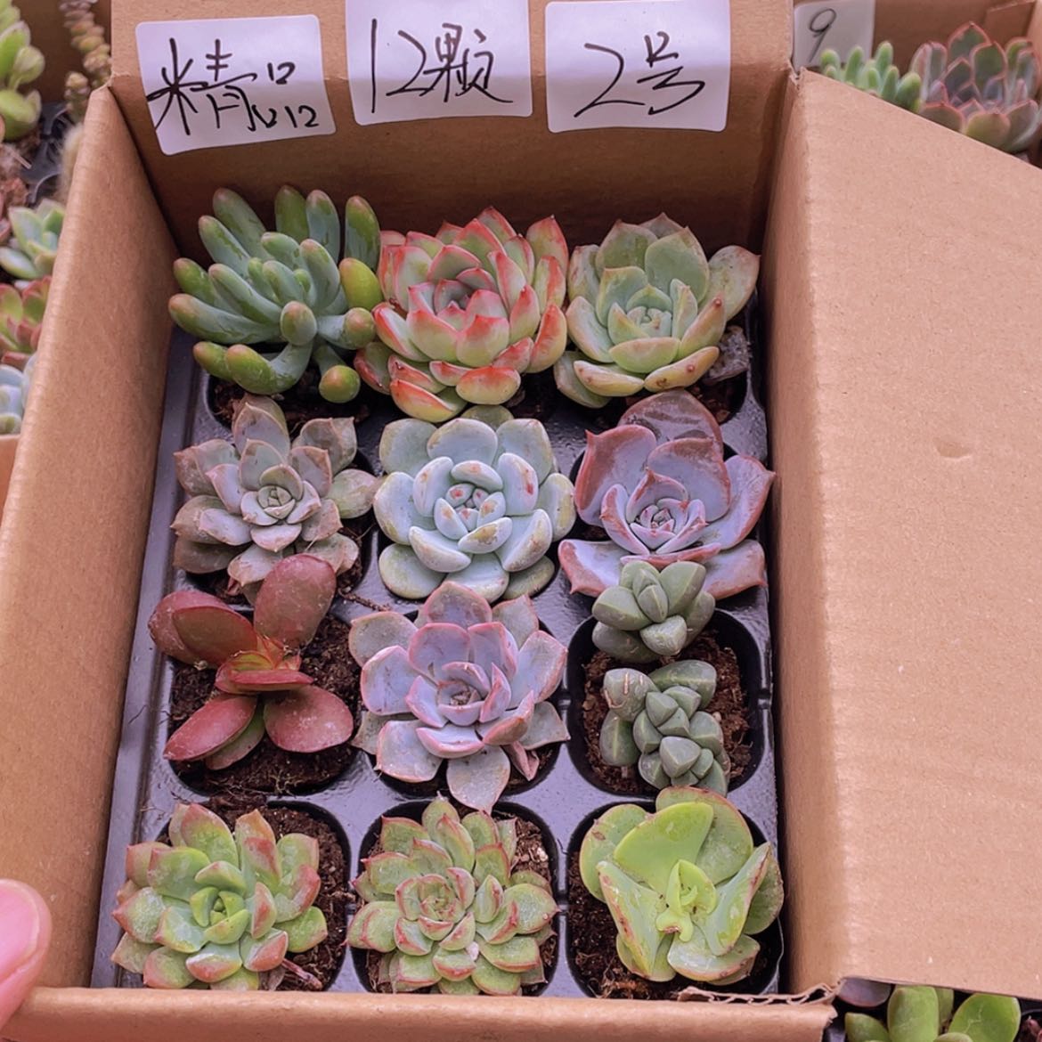 【闪购商品】【量拍】12颗-2号约3-5厘米