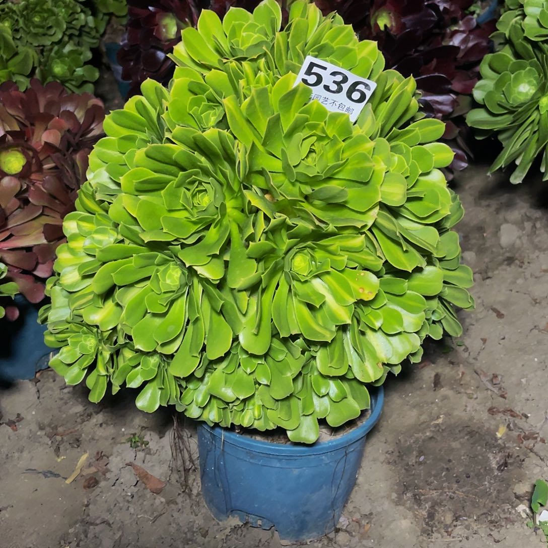 法师法师13-30包邮法师