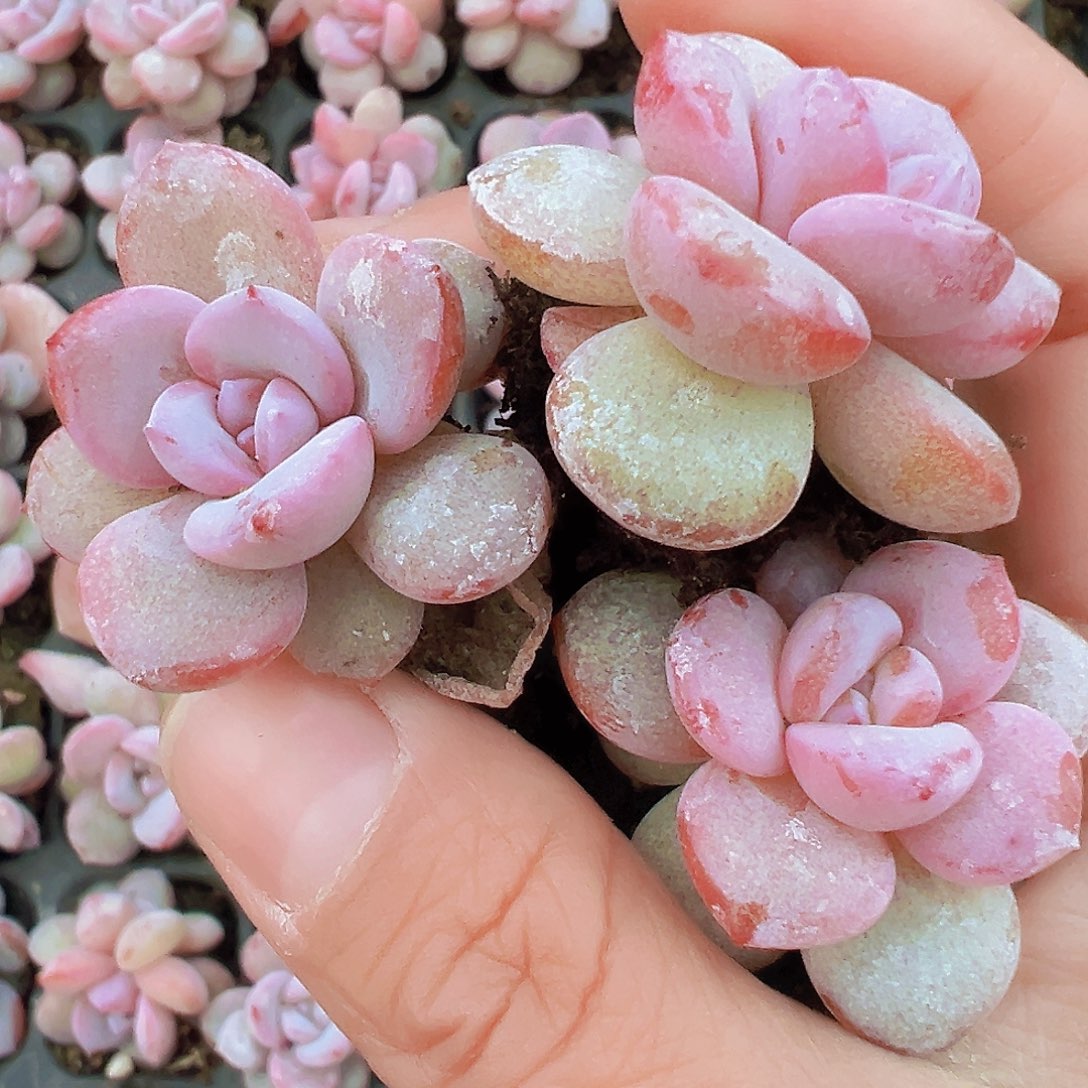 韩版奶茶3颗19包邮多肉