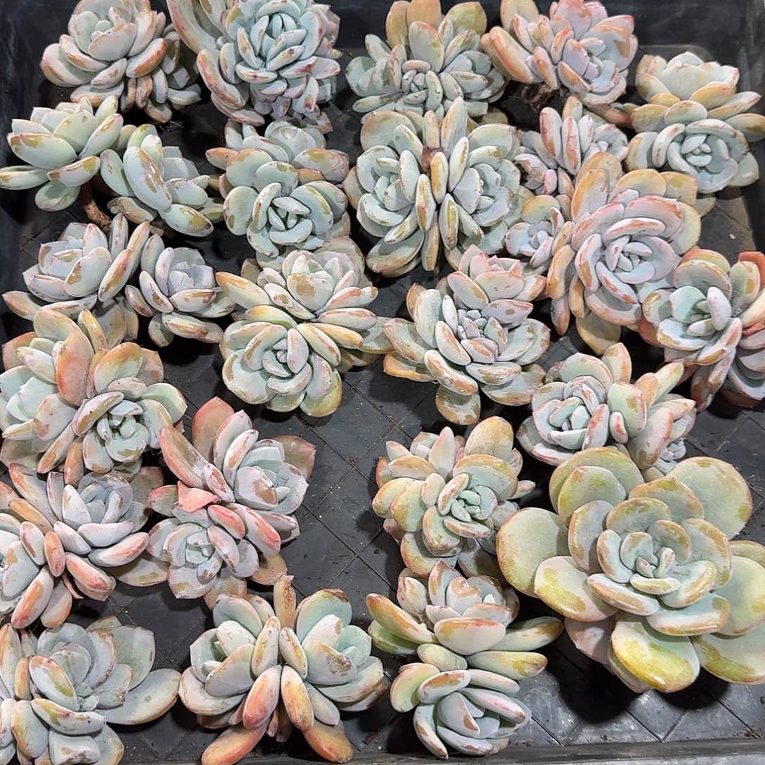 韩奶小双头2颗随机，售后范围：签收起7天内