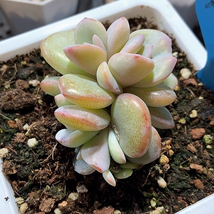 多肉植物奶茶a 102