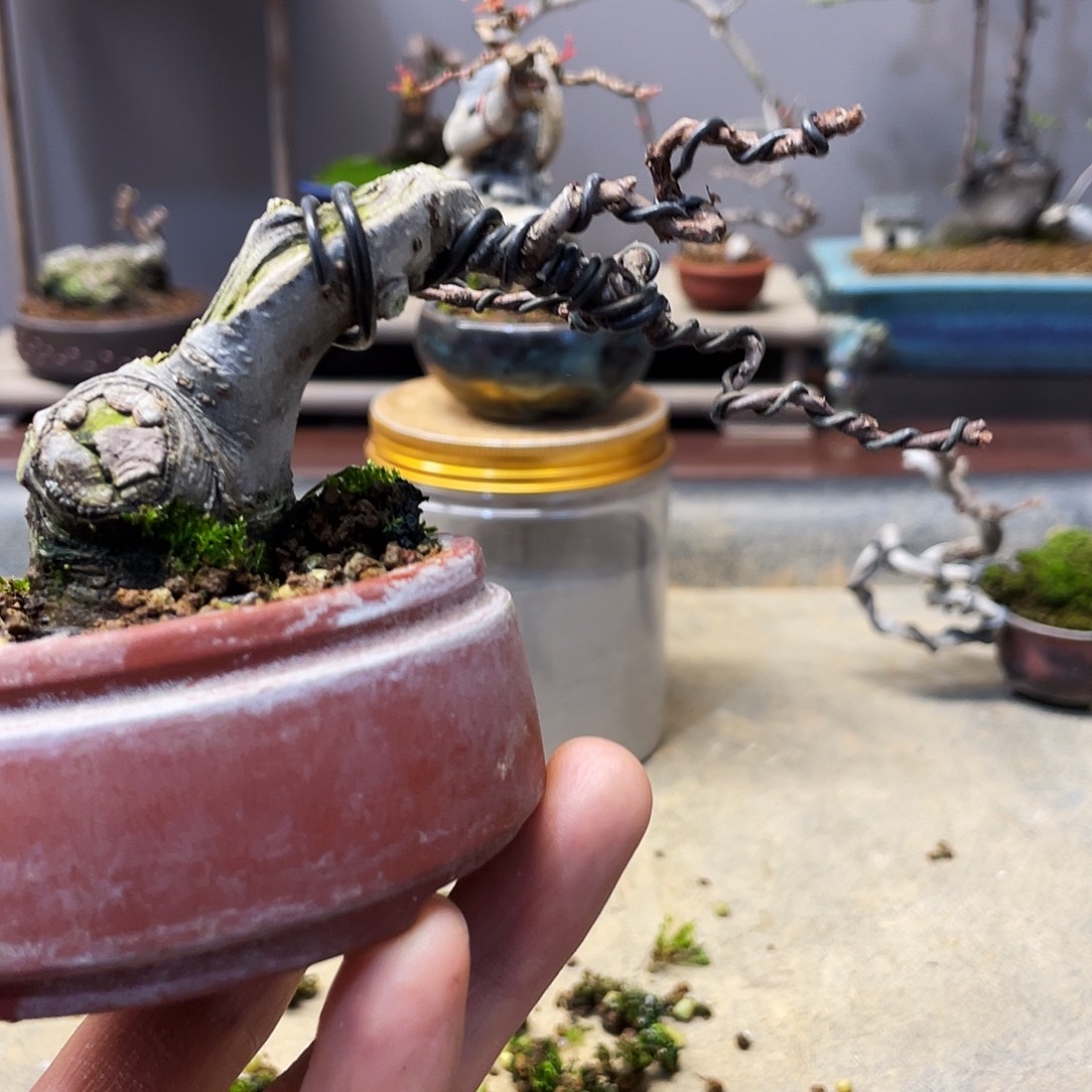 ****️无花朵海棠花盛开于春天