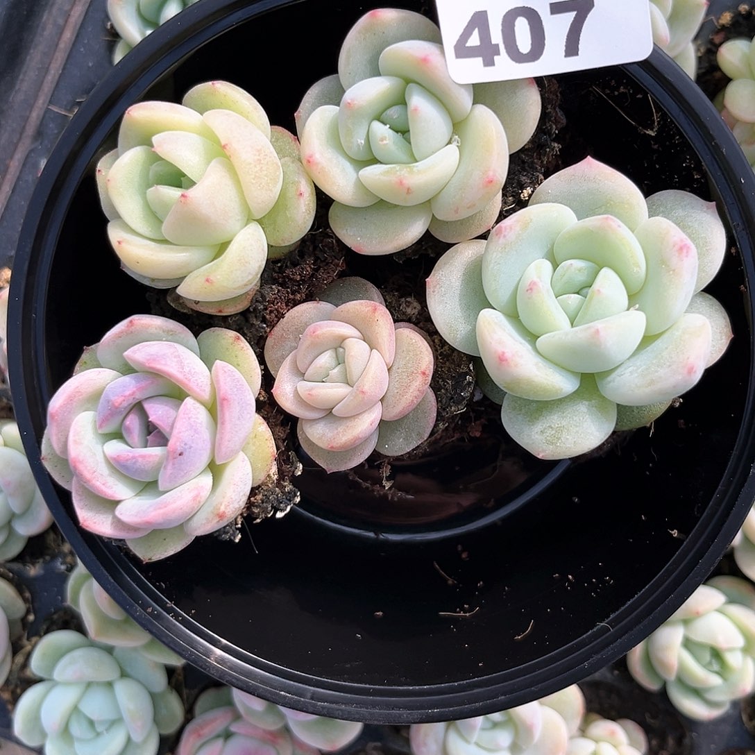 阿雅园艺。             带桩407