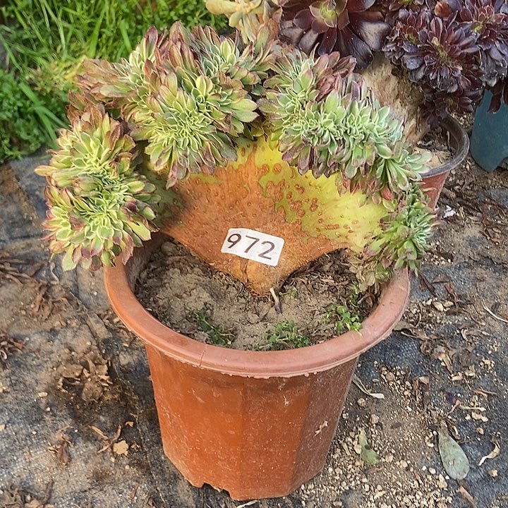  972海王老庄缀化老板子法师