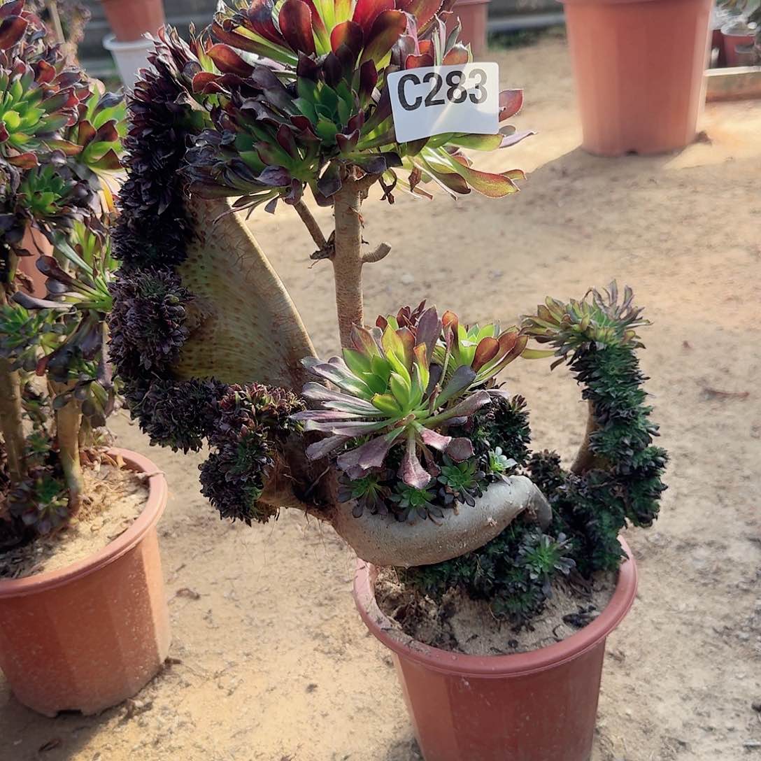 283黑法师有伤一颗呀