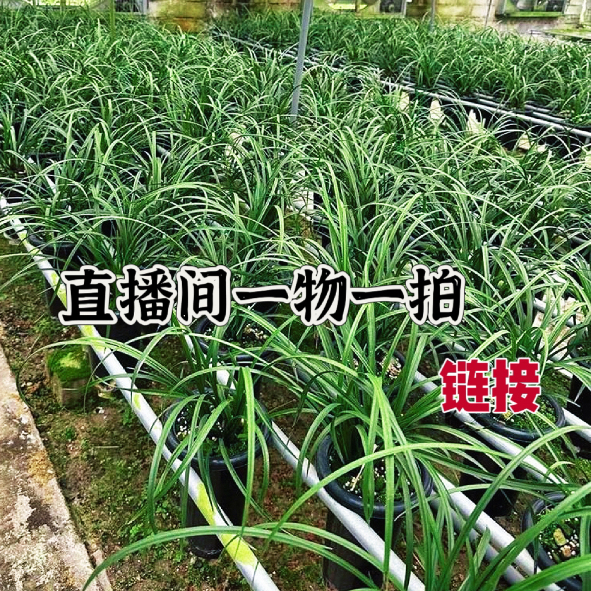 兰花一物一拍 链接