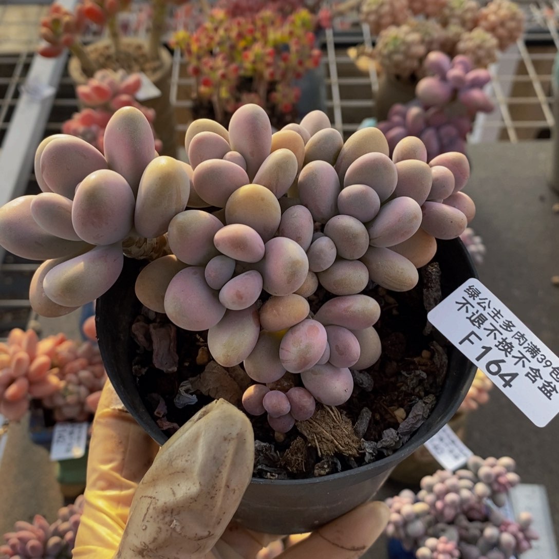 命运桃蛋164/10c m