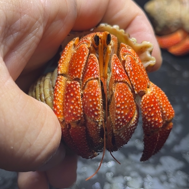 闪4号毛球3.1口径