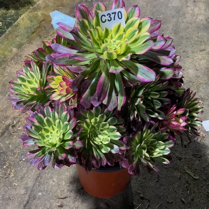 天河多肉植物370